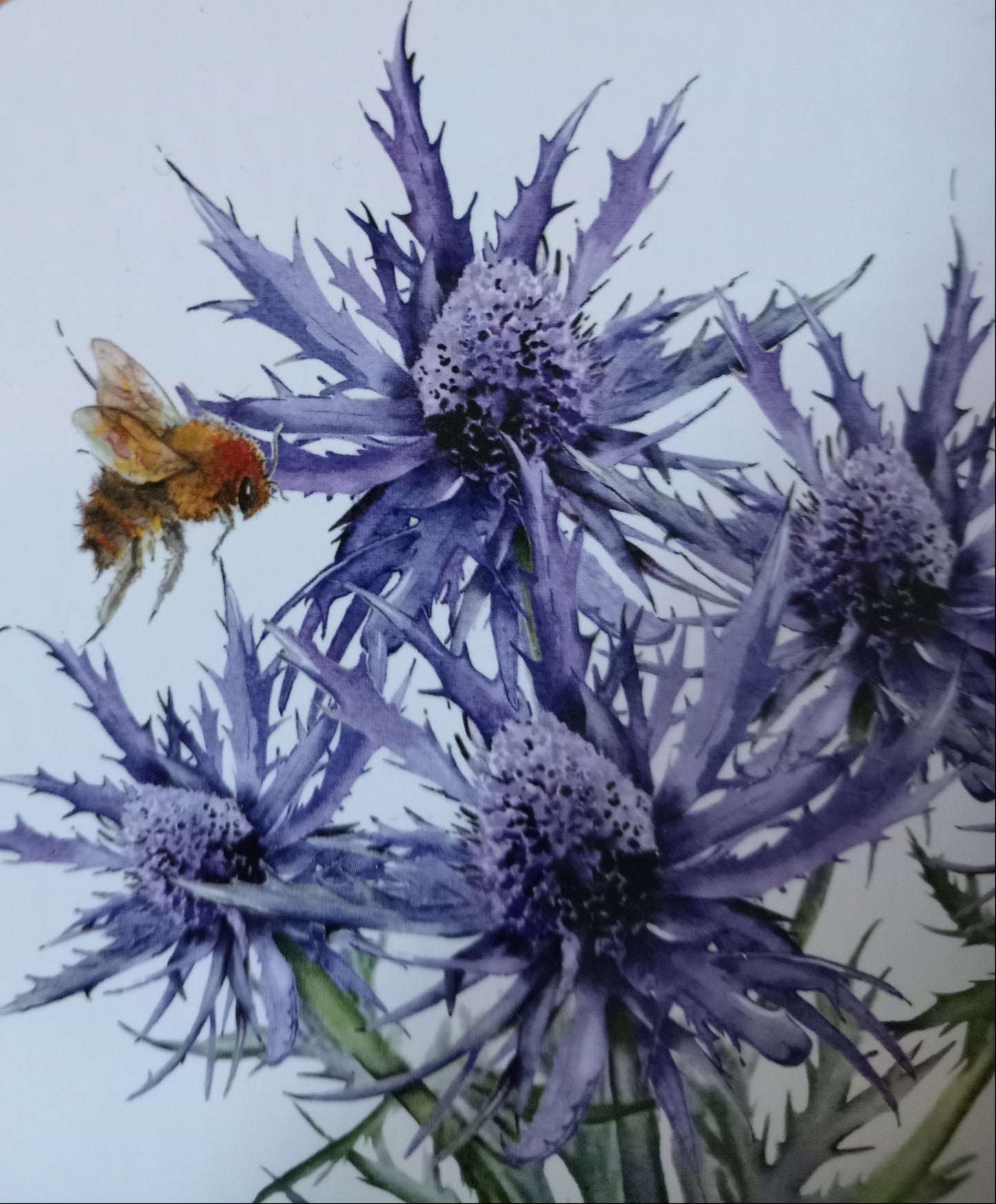 Set Of Four Scottish Thistle And Bee Coasters