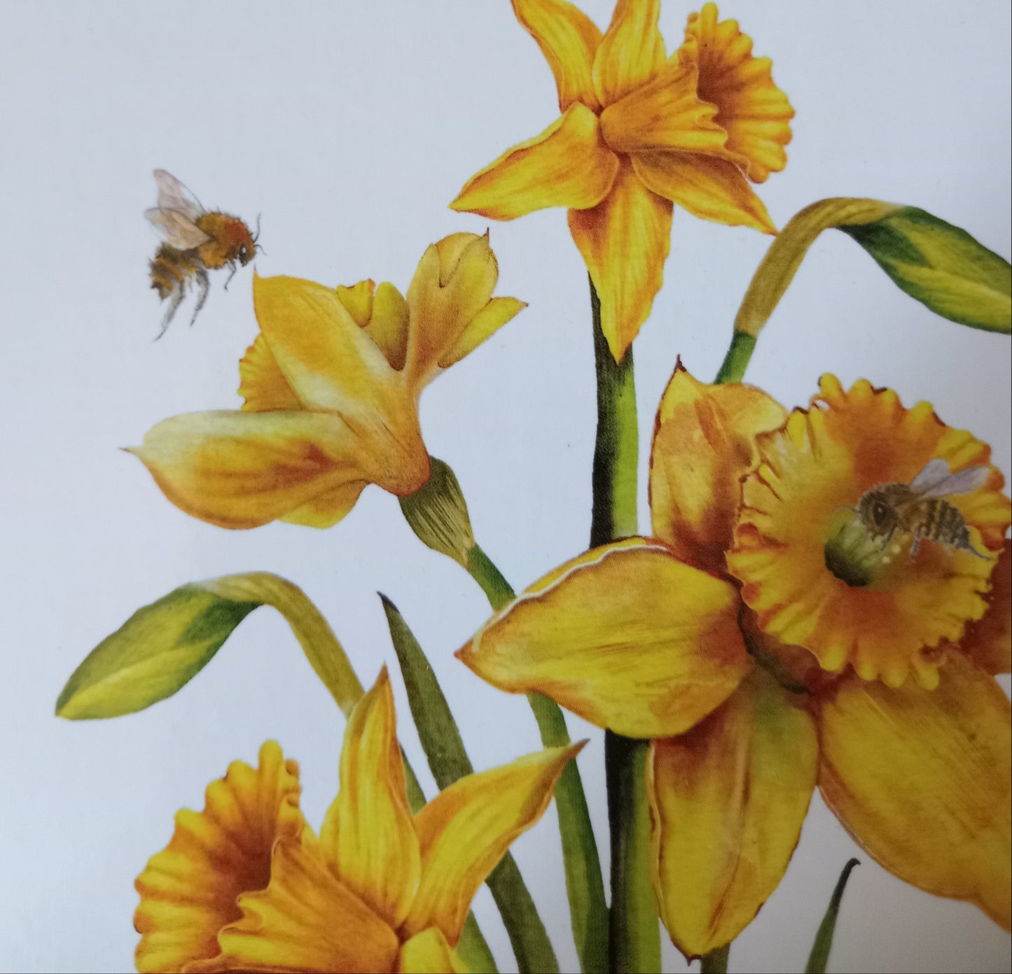 Set Of Four Daffodil and Bee Coasters